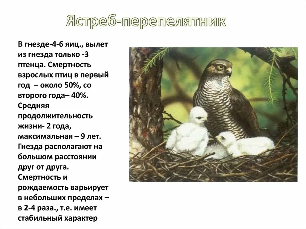 В 1 гнезде 3 птенца. Ястреб-перепелятник описание. Гнездо ястреба тетеревятника. Ястреб-тетеревятник описание. Ястреб доклад 4 класс.