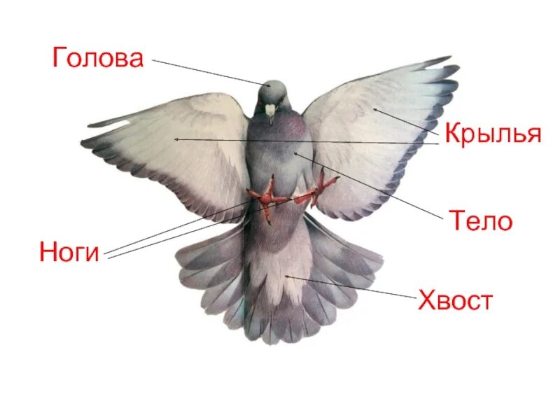 Части тела птицы. Части тела птицы для детей. Части Ткоа птицы. Назвать части тела птицы.