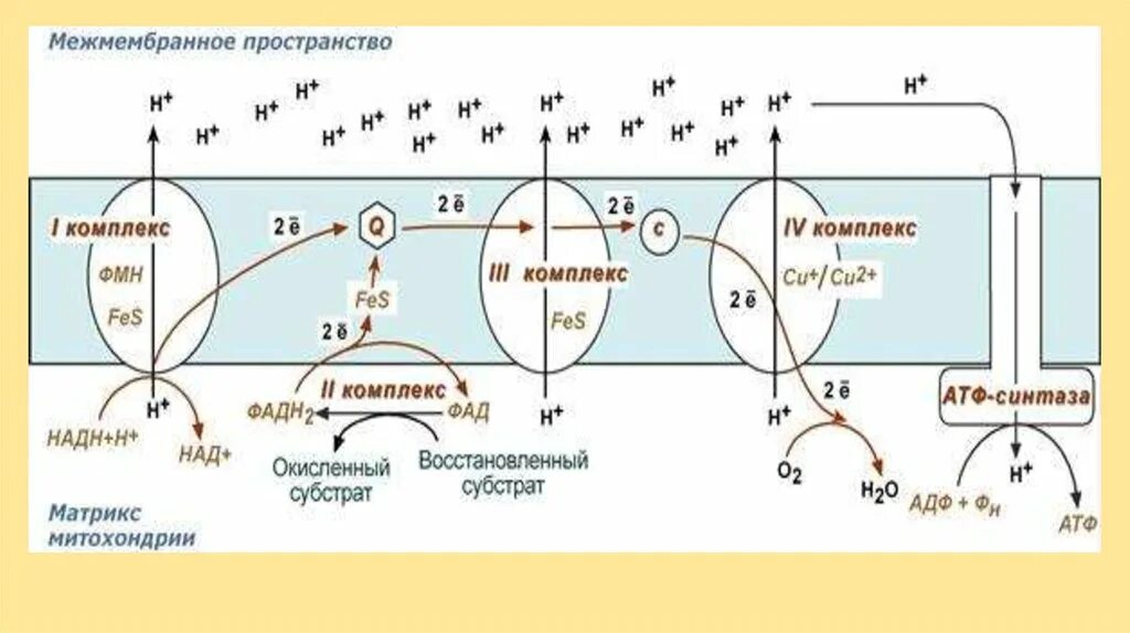 Энергетический обмен. Энергетический обмен схема. Схема энергетического обмена ЕГЭ биология. Метаболизм ЕГЭ.