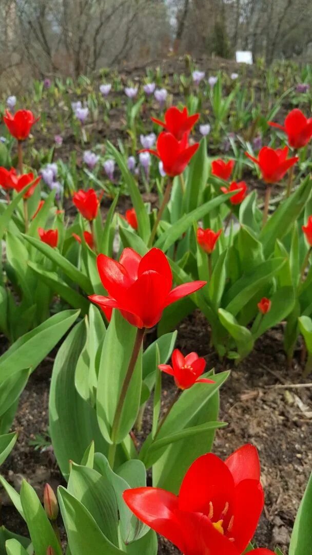 Будут ли цвести тюльпаны весной. Тюльпан Грейга Рафаэлло. Тюльпаны видовые. Расцвели тюльпаны в Аптекарском огороде 2022. Самые ранние тюльпаны.