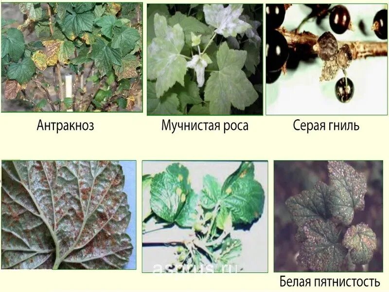Антракноз на красной смородине. Антракноз смородины и крыжовника. Антракноз листьев смородины. Болезни белой смородины описание с фотографиями. Антракноз крыжовника антракноз крыжовника.