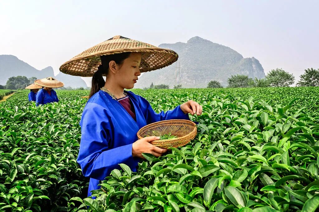 Культура и где растет. Чайные плантации в Китае. Чайная плантация Китай Юннань. Чайные плантации в Китае Уишань. Сбор чая на плантации в Китае.
