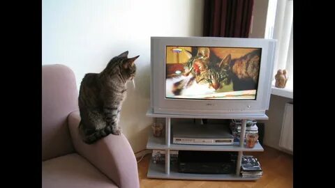 Cat tv