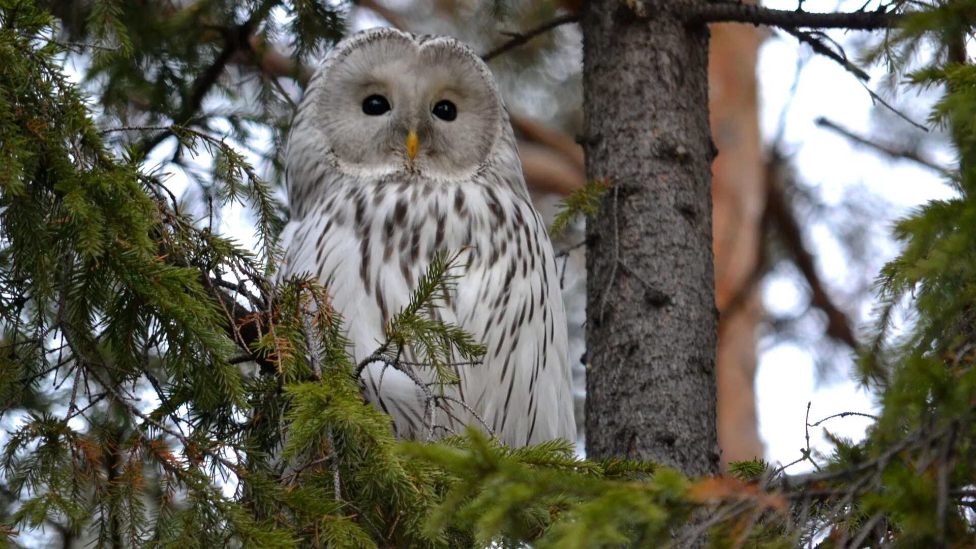 лесной голубь белый. боровая дичь куропатка. белая куропатка в якутии. королевский павлин голубь. белые птицы в лесу.