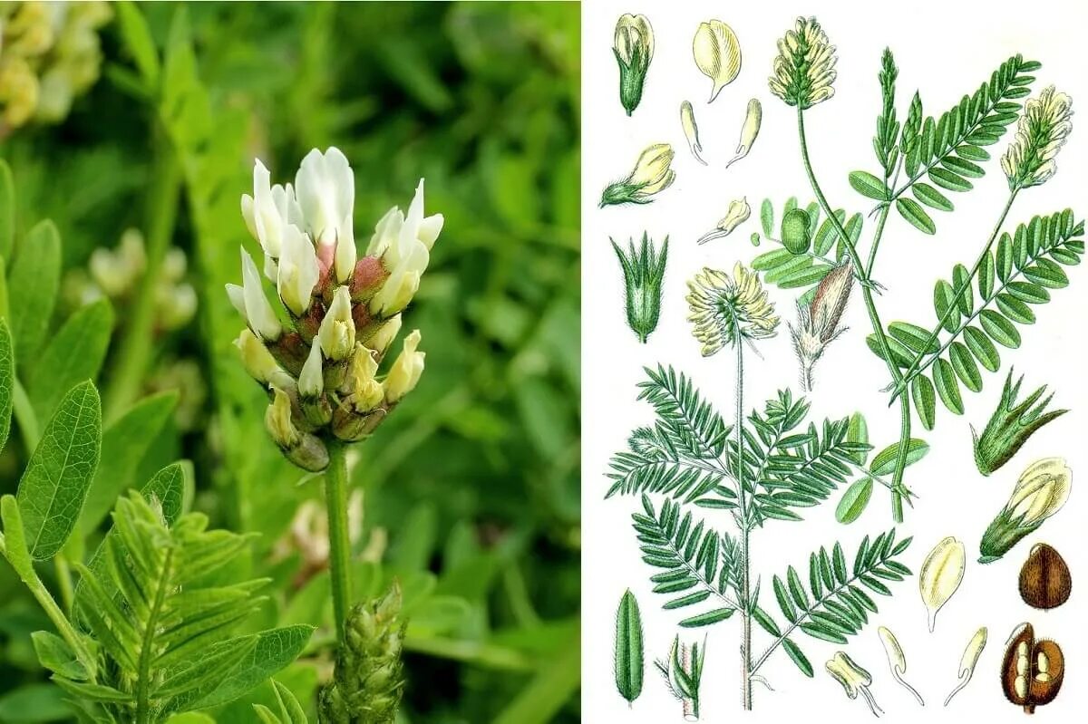 Астрагал солодколистный. Астрагал солодколистный (Astragalus glycyphyllus). Астрагал шерстистоцветковый и перепончатый.. Астрагал шерстистоцветковый семена. Астрагал семена купить