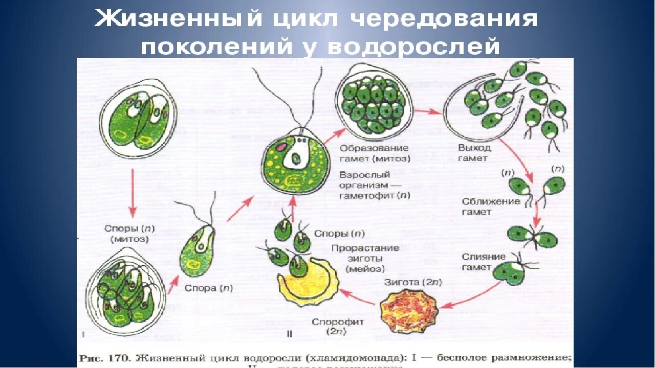 Гаметофит зеленых водорослей чем представлен