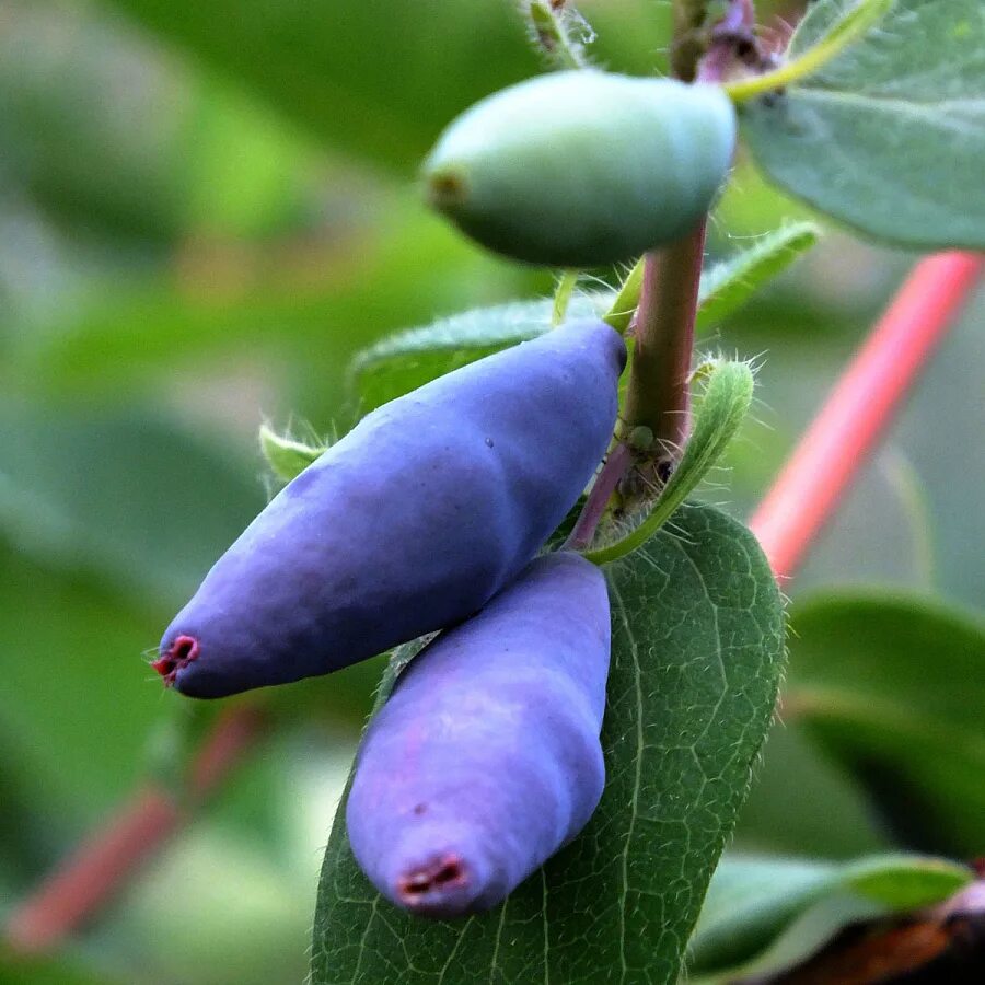 Жимолость съедобная. Жимолость голубая (Lonicera caerulea). Жимолость ягода. Жимолость Камчадалка. Сорт жимолости голубой банан