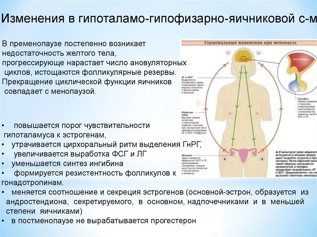 Как меняется гормональный. Гормональные изменения. Менопауза уровень гормонов. Изменения гормонов в климаксе. Гипоталамо-гипофизарно-яичниковая система.