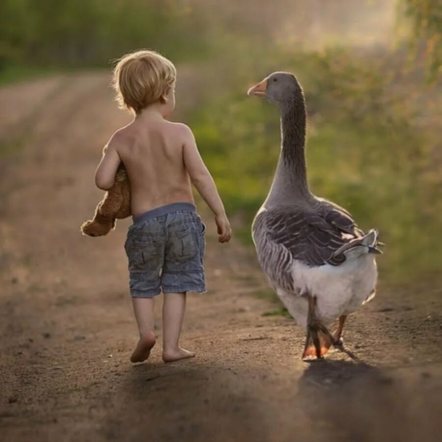 Гусь обнимусь. Чендлер и гусь. Гусь от лебедя. Милый гусь. Смешной гусь.