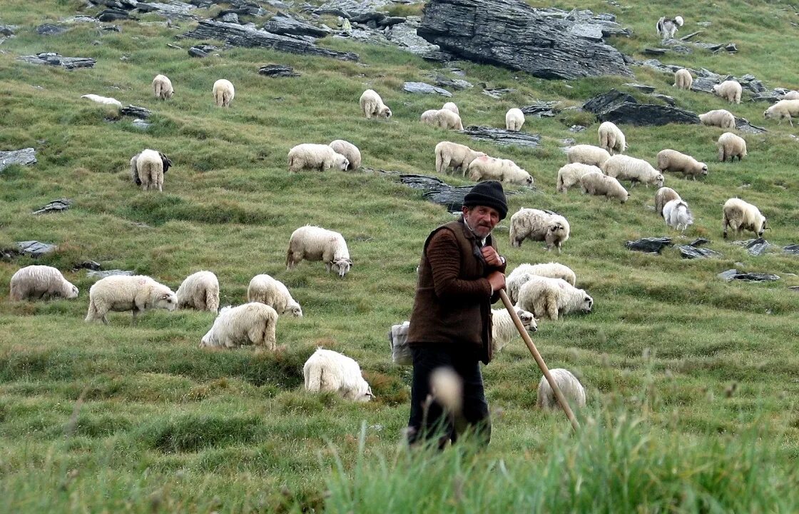 Пасу овечек. Чабан пастух Кавказ. Пастух овец на Кавказе. Чобан пасет овец.