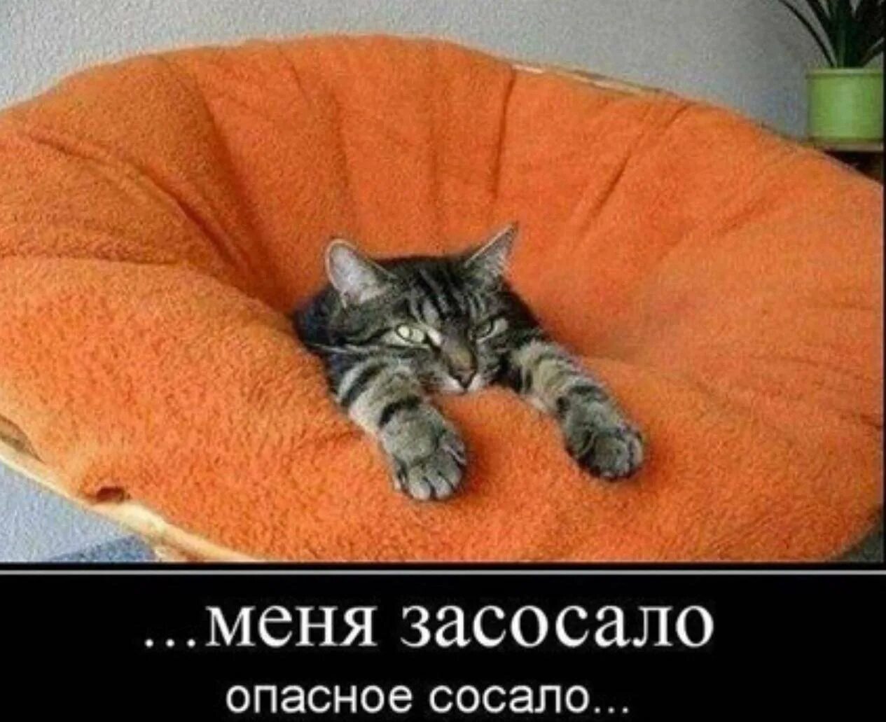 Страдаю от безделья. Кот страдает от безделья. Кота засосала. Ну все засосало Мещанское болото.