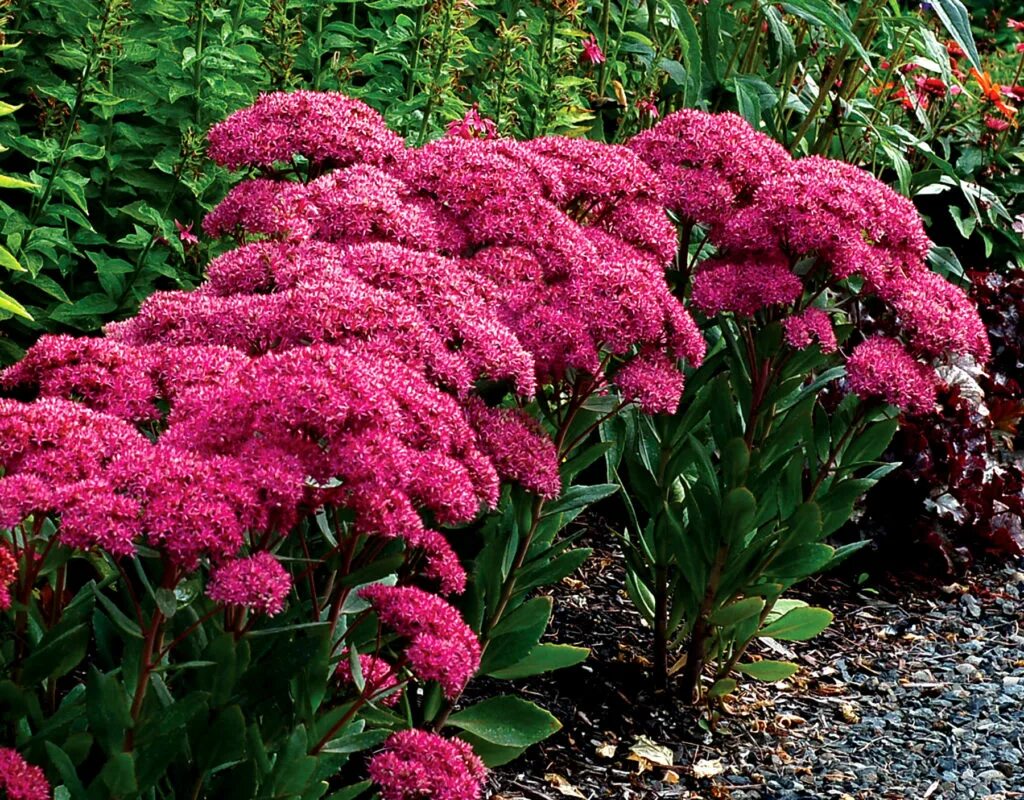 Седум цветок многолетний фото. Очиток Видный (Sedum spectabile `Brilliant`). Очиток Видный (Sedum spectabile `Carmen`). Очиток Видный (Sedum spectabile). Очиток Видный седум спектабиле.