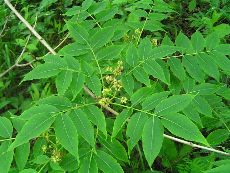 Где растет амурский. Бархат Амурский -Phellodendron amurense. Бархат Амурский (Phellodendron amurense) (10 шт). Бархат Амурский пробковое дерево. Бархат Амурский, ясень маньчжурский.