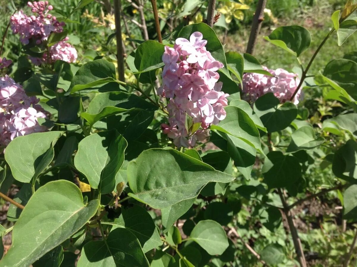 Сирень мулатка фото. Сирень мулатка. Сирень сорт мулатка. Сирень мулатка кустарник.