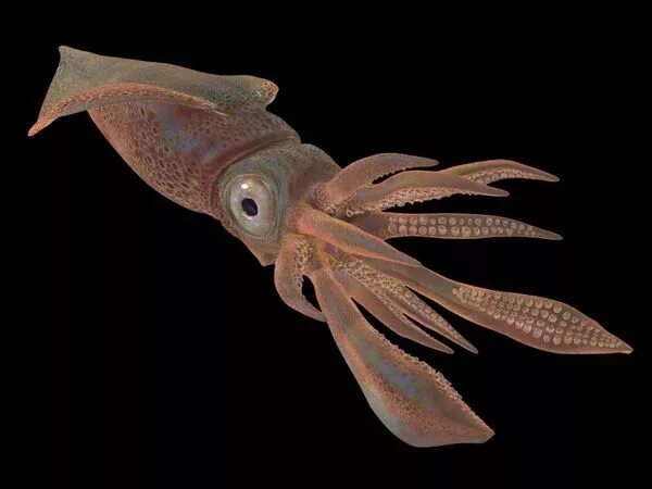 Как выглядит живой кальмар Giant Squid (4) Images :: Behance