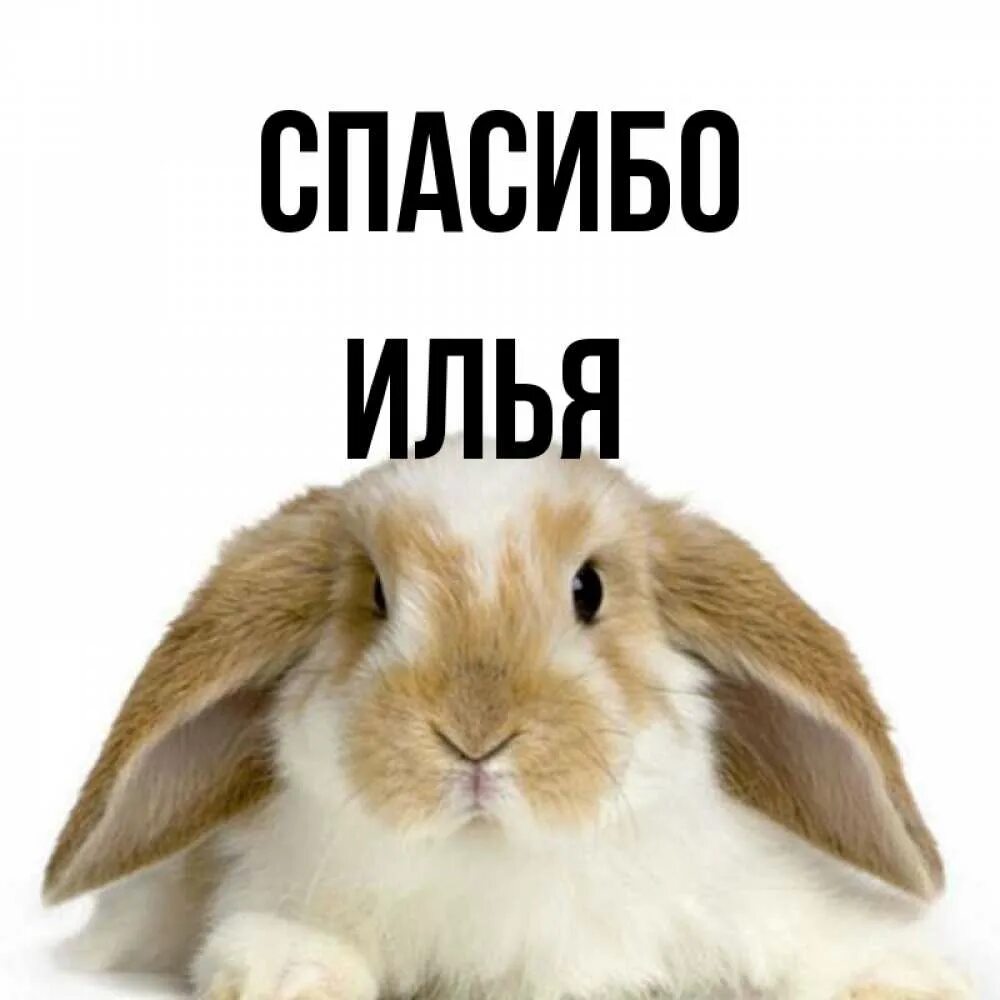 Спасибо покушал. Спасибо заяц. спасибо киса. спасибо мир. спасибо миха.