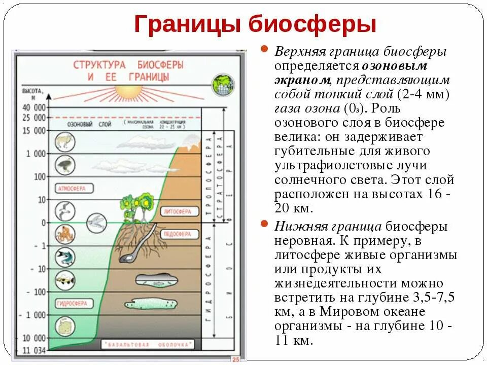 Нарисовать рисунок человек часть биосферы. Верхняя и нижняя граница биосферы. Биосфера границы биосферы. Границы биосферы схема. Верхний слой биосферы.