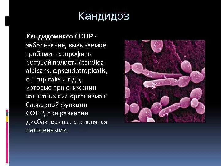 Грибковые заболевания кандидоз. Поражение грибком кандида. Грибковое поражение кожи кандида. Инфекционные заболевания грибы