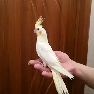 Продаю корелл