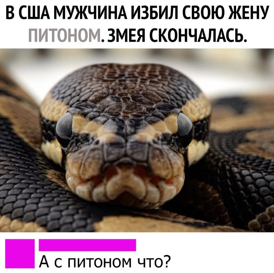 Как говорит змея. В США мужчина избил свою жену питоном змея скончалась а с питоном что. Две змеи базарят. Змеи обсуждают других. Змеи беседуют прикол.