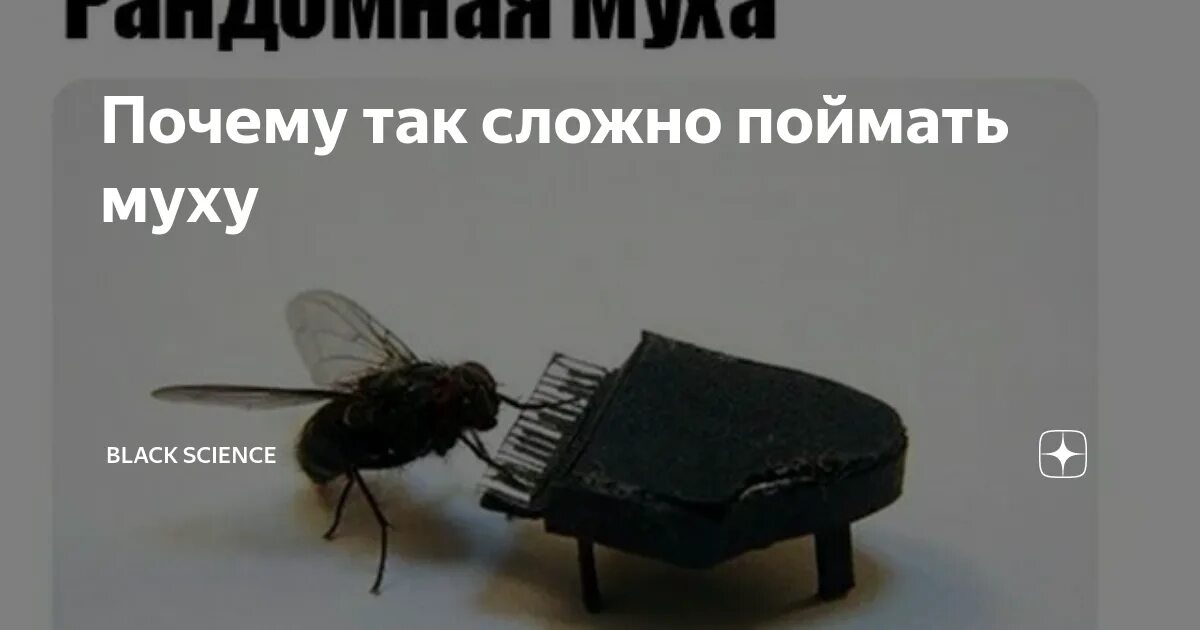 Вид мертвых сородичей сокращает жизнь мух - Нож