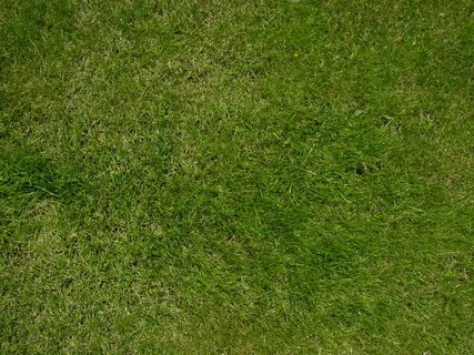 Grass 3 1