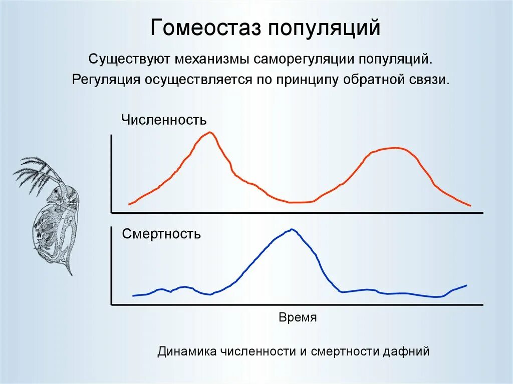 Регуляция популяции. Гомеостаз популяции. Механизмы саморегуляции численности популяции. Механизмы регуляции численности популяции. Гомеостаз и динамика численности популяции.