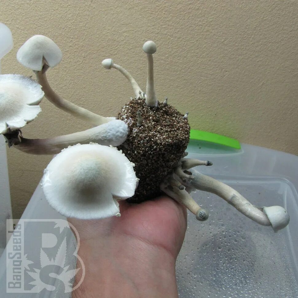 Споры грибов семена. Albino a+ Psilocybe Cubensis. Albino a+ грибы. Albina a+ грибы. Псилоцибиновые грибы альбинос.