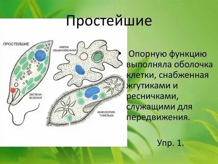 Одноклеточная амеба каждые 3