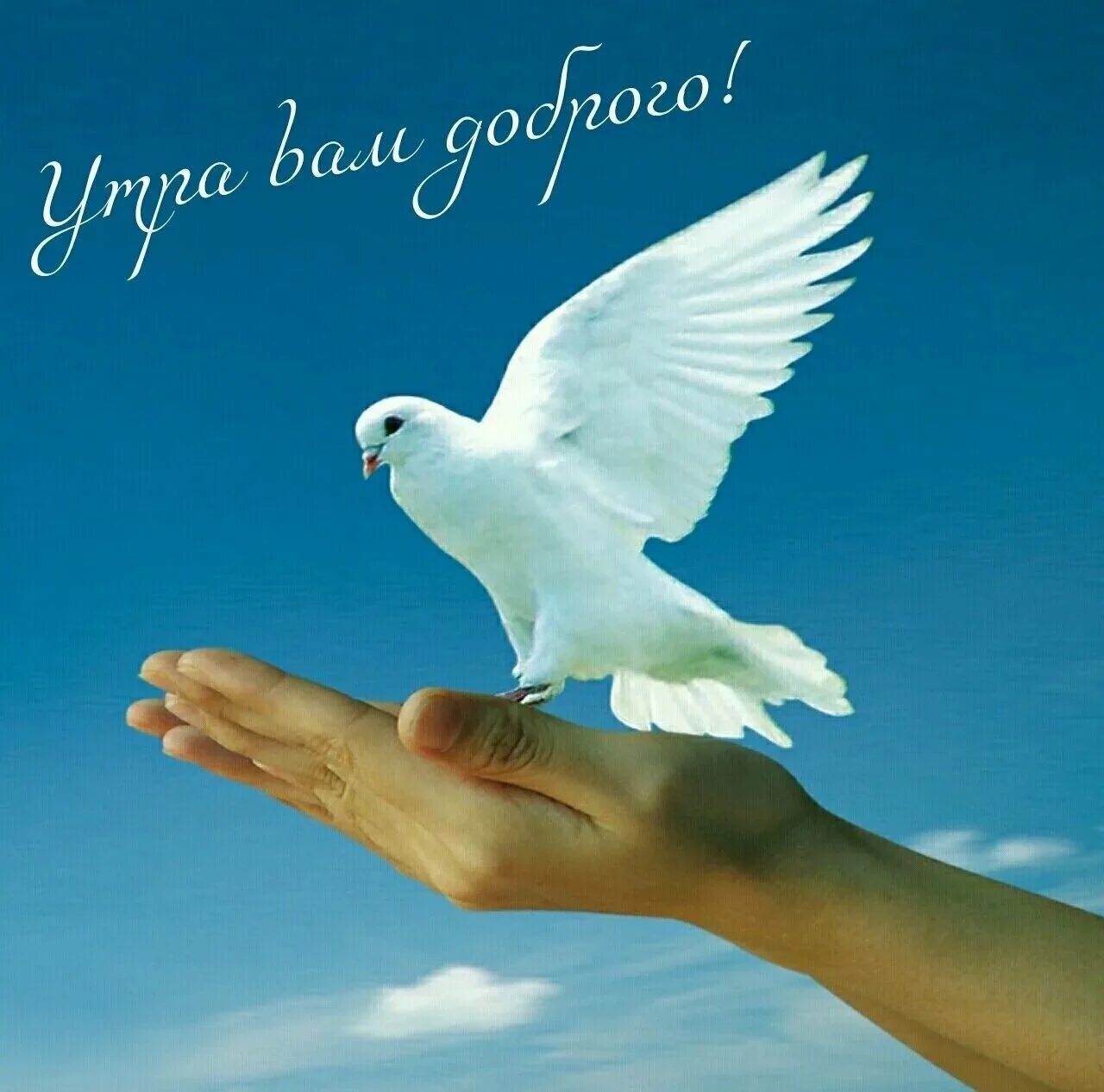 Доброе утро хорошего дня мирного неба. Доброе утро с голубями. голуби с добрым утром.