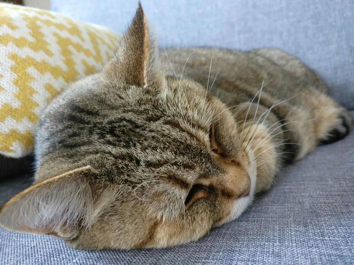 Спящий серый кот. Спящий кот. спящие котики. сонный кот.