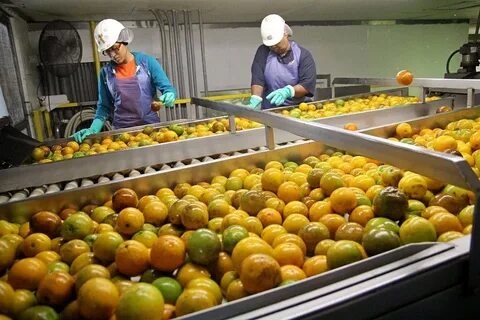 Fruit factory