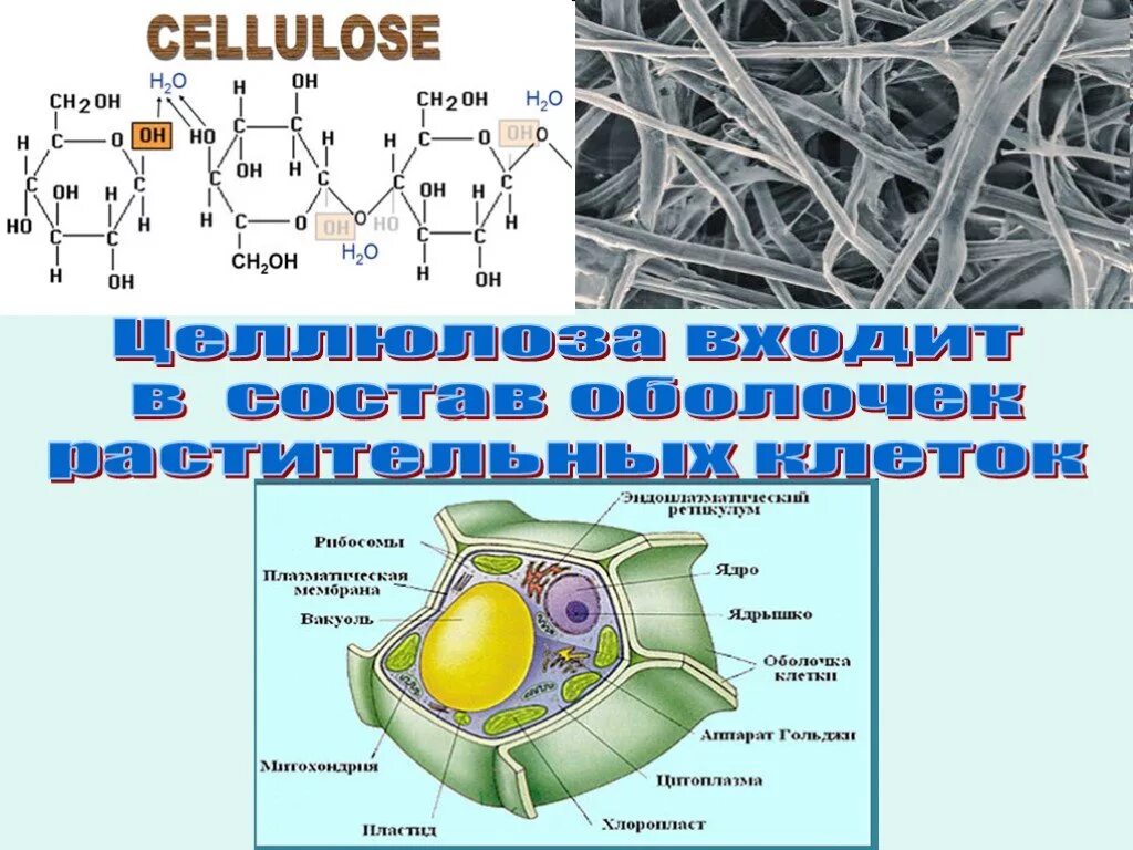 Состав оболочки растительный. Целлюлоза в растительной клетке. Целлюлоза в оболочке клеток. Строение растительной клетки Целлюлоза.
