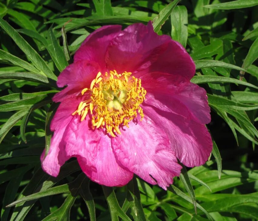 Марьин корень фото и описание. Пион Марьин корень. Пион уклоняющийся (Paeonia anomala). Растение пион уклоняющийся (Марьин корень). Марьин корень (Paeonia anomala).