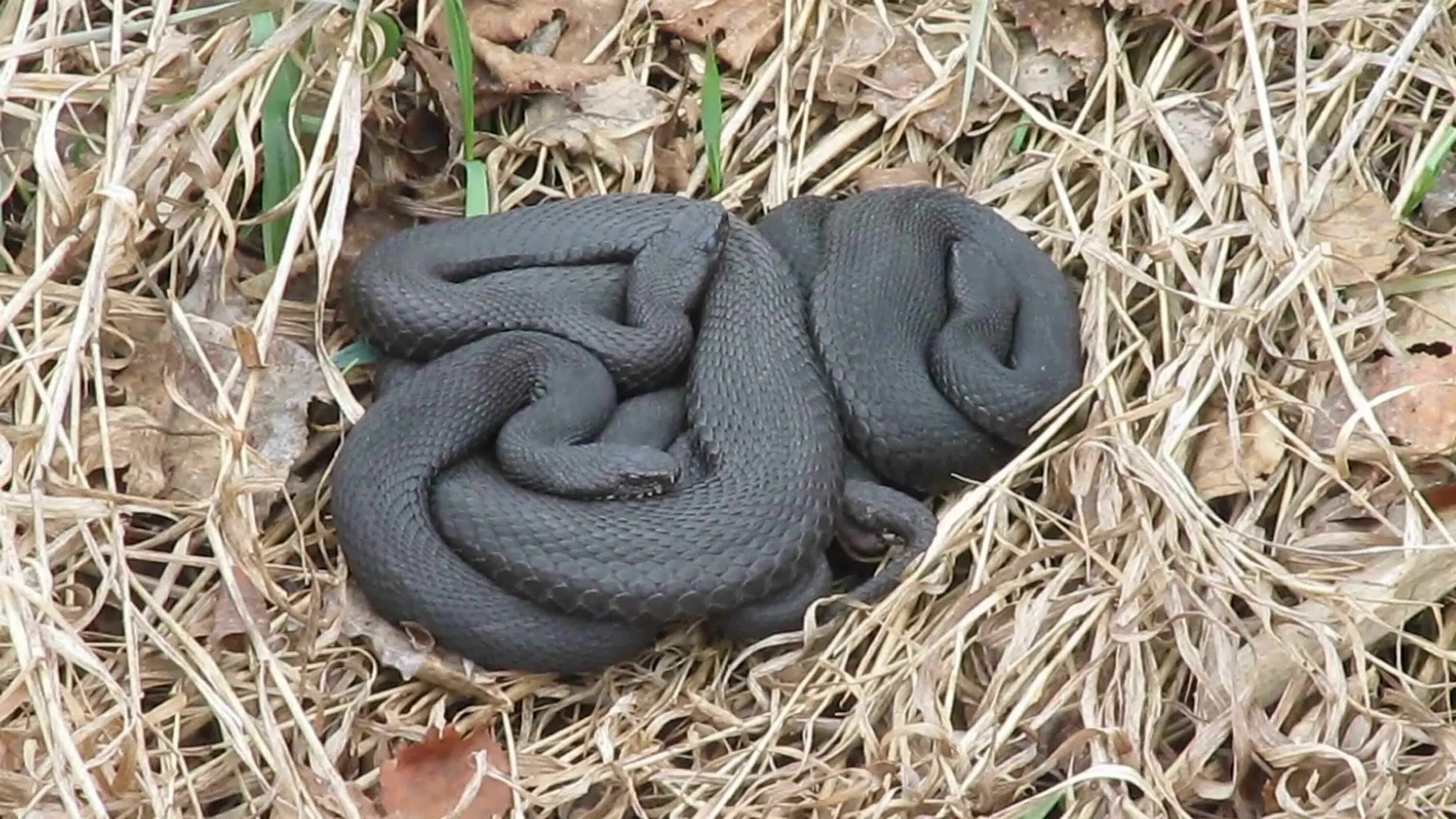 Гадюка родила. Обыкновенная гадюка - Vipera berus (Linnaeus, 1758). Обыкновенная гадюка меланист. Змея гадюка детеныш. Змея гадюка маленькая черная.