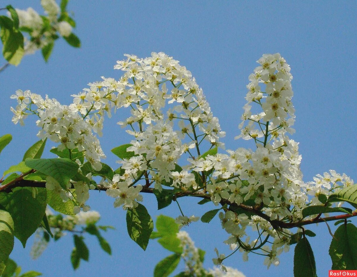 Черемуха обыкновенная prúnus pádus. Черемуха розоцветная. Черемуха розоцветная. Черемуха маака цветет. Черемуха пенсильванская prúnus pensylvánica.