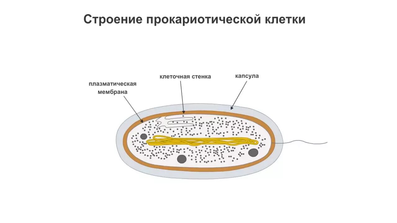 Прокариоты клеточной мембраны. Строение прокариотической клетки. Прокариотическая клетка схема. Строение прокариотической клетки рисунок. Строение клетки Прокариотическая клетка.