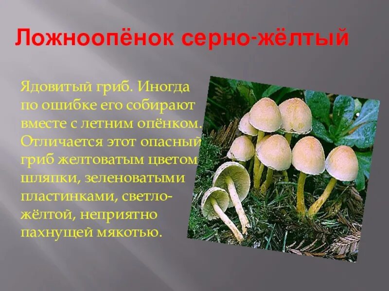 Сообщение опасные грибы 2 класс окружающий мир. Ложноопёнок серно-жёлтый. сообщение о ложноопенок серно желтый. ядовитые грибы ложноопенок серно желтый. ложный опенок серно желтый.