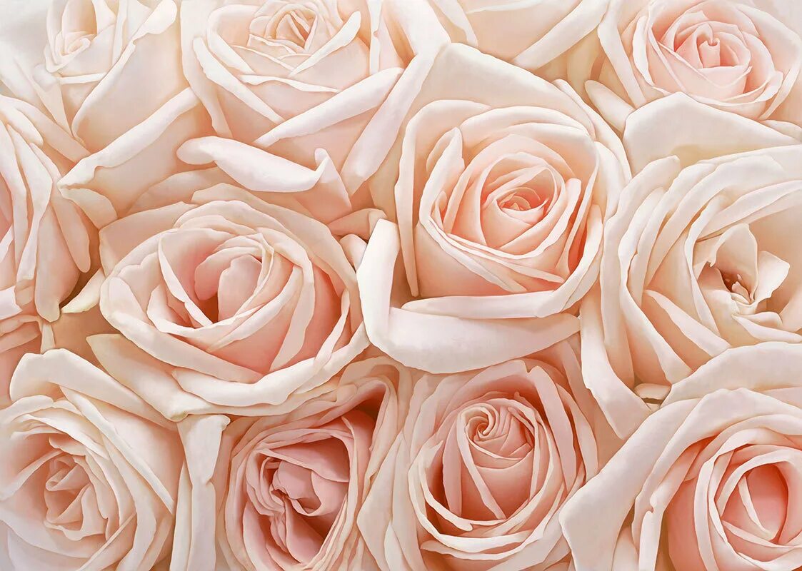 Картинка светлый тон. Бежевые розы. Цветы бежевого цвета. Фотообои цветы.