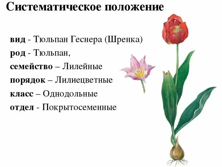 Семейство Лилейные строение тюльпана. Систематика растения тюльпана обыкновенного. Строение тюльпана Шренка. Описание цветков семейства Лилейные.