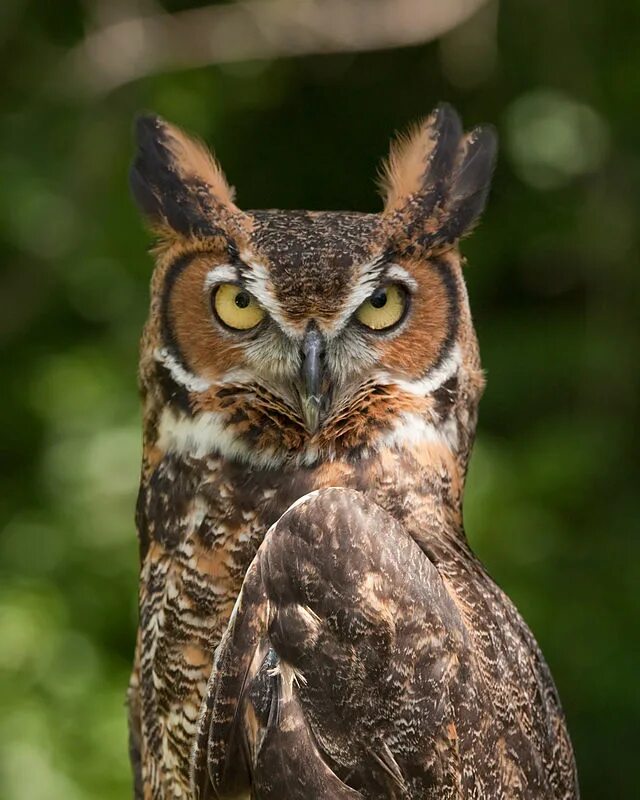 Виргинский Филин. Виргинский Филин (Bubo virginianus). Виргинский Филин большая рогатая Сова. Филин Bubo Bubo. Крупная совообразная птица