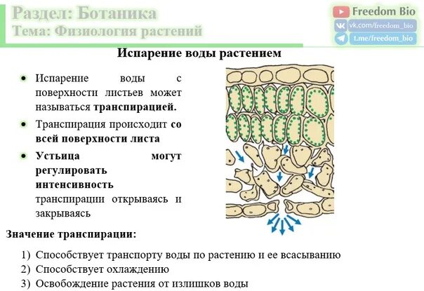 Устьица транспирация. Устьичная транспирация растений. Типы транспирации растений. Транспирация схема. Роль транспирации в жизни растений.