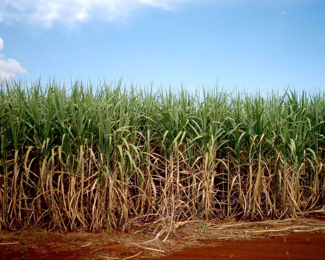 Сахарный тростник содержит. Барбадос плантации сахарного тростника. Сельское хозяйство Бразилии сахарный тростник. Сахарный тростник культивируемый. Гаити сахарный тростник.