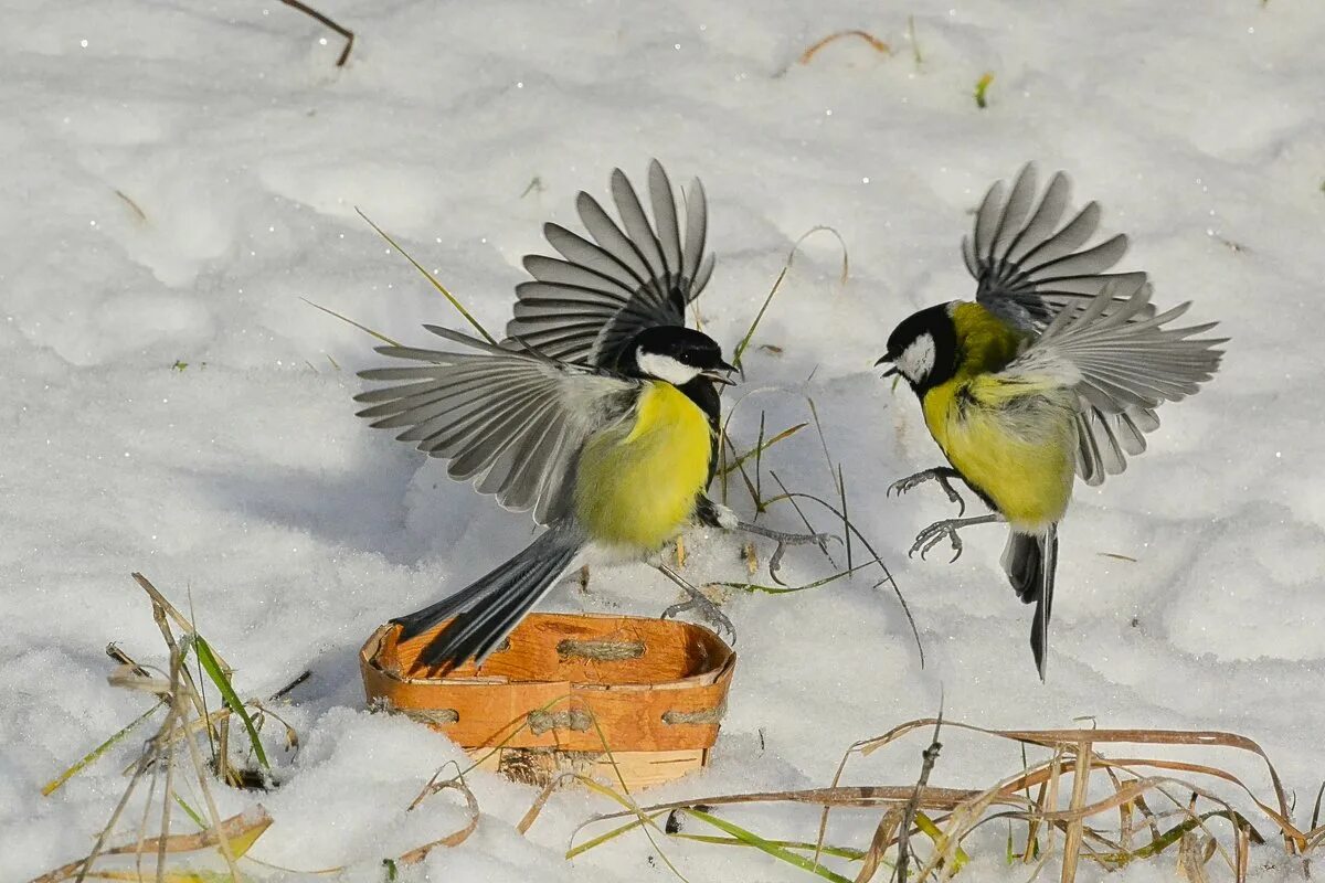 Прилетели 2 синички. Прилетели 2 синички. Лазоревка анфас. Синички. Астраханцев).