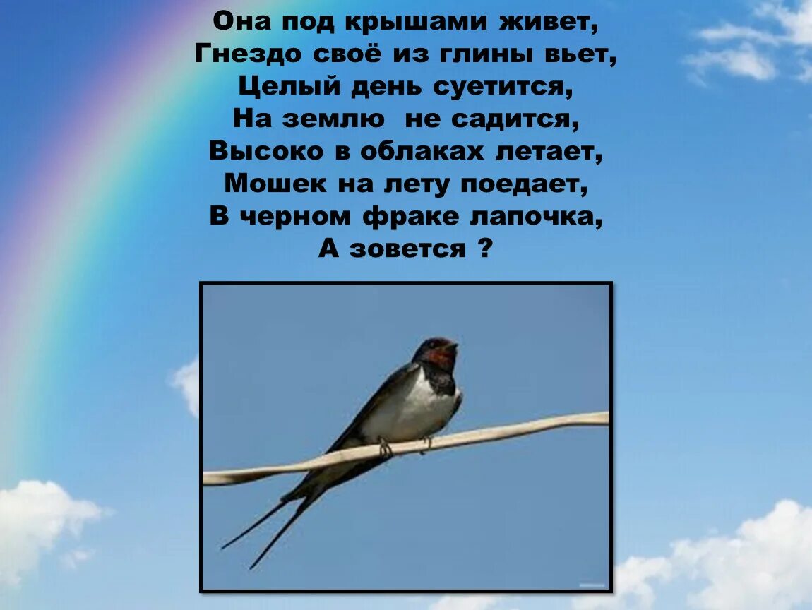 Презентация праздник птиц 1 класс школа россии. Живет у нас под крышей. Рассказ на моей крыше живут птицы.