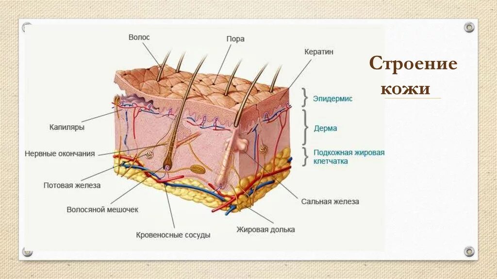 Биология тест строение кожи. Слои эпидермиса схема. Кожа млекопитающих эпидермис, дерма. Строение клетки кожи. Структура кожи анатомия.