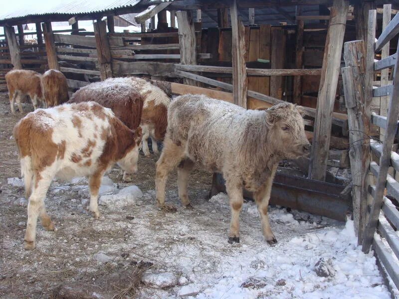 Алтайская корова купить. Алтайские коровы. Коровы на Алтае. Алтайская порода коров. Породы коров на Алтае.