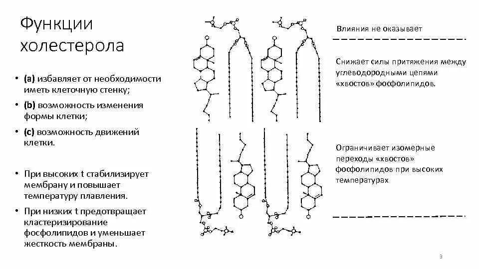 Входит ли холестерол в биологическую мембрану. Функции холестерина в мембране. функции холестерола в мембране.