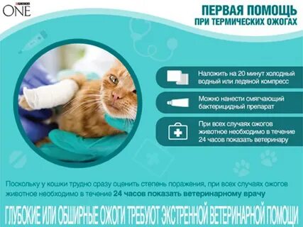 Первая помощь кошке
