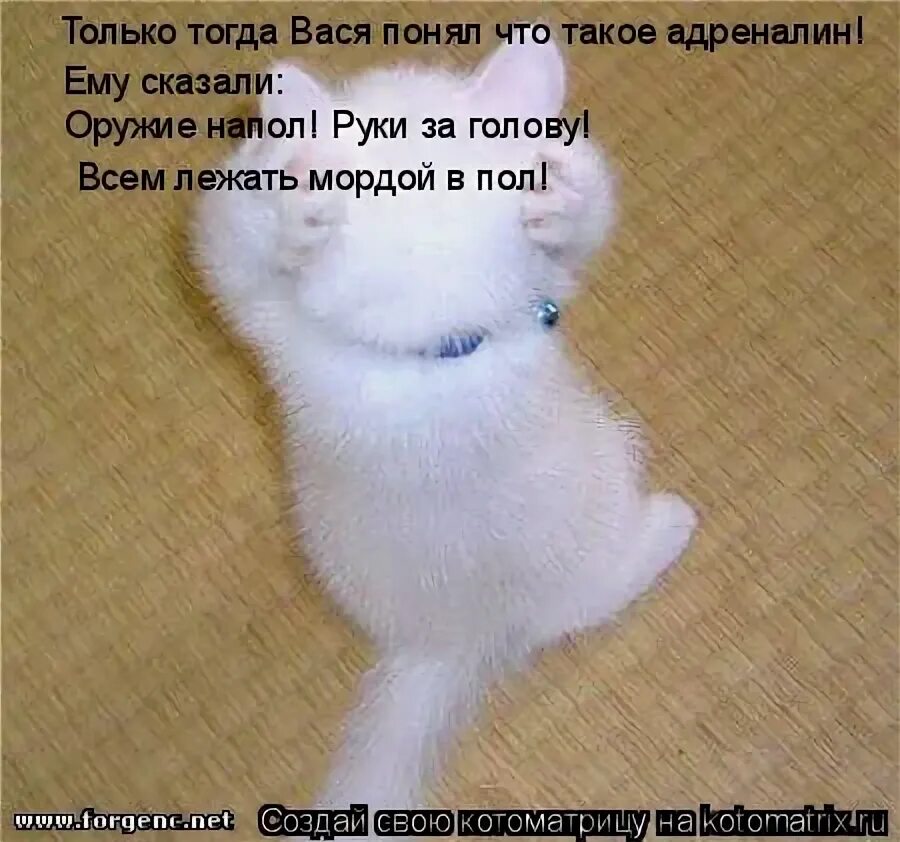 Мордой в пол руки за головой фото. Мордой в пол работает омон. Всем лежать мордой в пол. Оружие на пол всем лежать мордой в пол. Всем лежать мордой в пол.